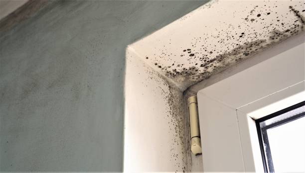 Best Residential Mold Inspection & Testing  in Wellman, IA