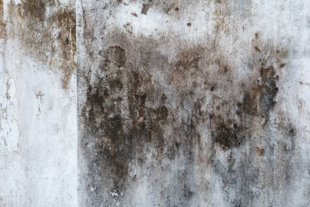 Best Crawl Space Mold Remediation  in Wellman, IA