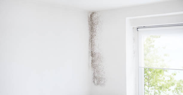Best Mold Odor Removal Services  in Wellman, IA