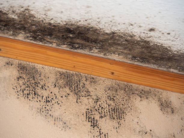 Best Asbestos and Lead Testing During Mold Inspection  in Wellman, IA