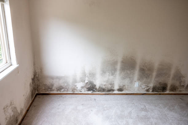 Best Basement Mold Removal  in Wellman, IA