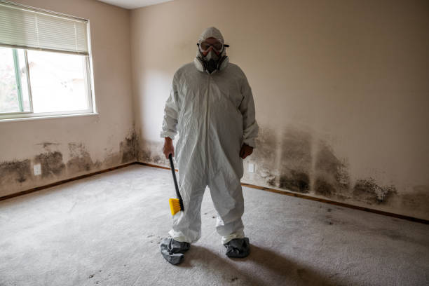 Best Mold Damage Restoration  in Wellman, IA