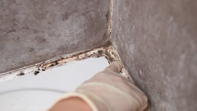 Best Commercial Mold Inspection  in Wellman, IA